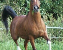 horse Fly Nathanael (Arabian thoroughbred, 1995, from Nagadir ox)