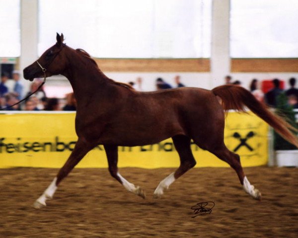 broodmare Fly Shenandoah (Arabian thoroughbred, 1998, from Mir Khan)