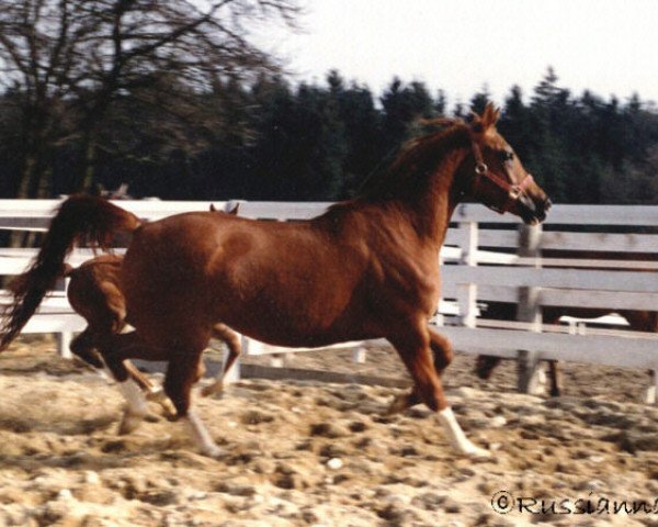 broodmare Sonata (Arabian thoroughbred, 1988, from Kilimandscharo 1968 ox)