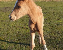 dressage horse Newcomerin PS (German Riding Pony, 2021, from FS Next Diamond)