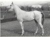 broodmare Sabria EAO (Arabian thoroughbred,  , from Ibn Fakhri Korayem 1952 EAO)