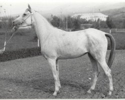 broodmare Sabria EAO (Arabian thoroughbred,  , from Ibn Fakhri Korayem 1952 EAO)