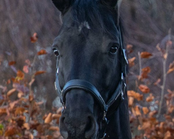 dressage horse Charmeur (Hanoverian, 2014, from Christ)