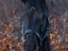 dressage horse Charmeur (Hanoverian, 2014, from Christ)