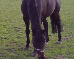 broodmare Monja (Westphalian,  , from Mon Chèri)