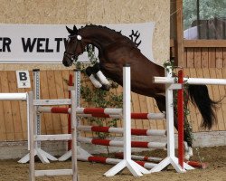 Springpferd Hope-Diamant M (Trakehner, 2012, von Kentucky)