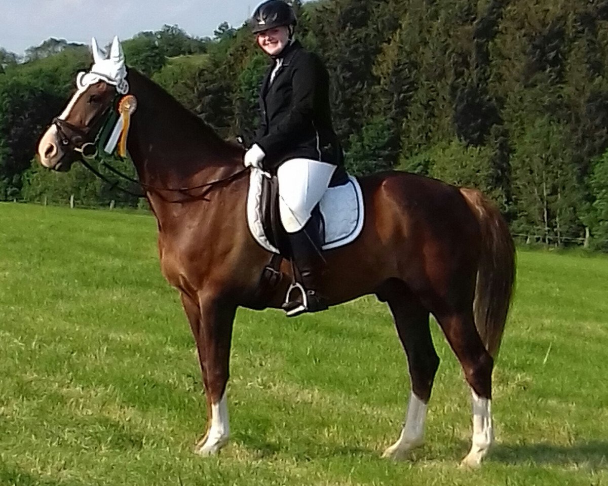 Dressurpferd Apollo 897 (unbekannt, 2007)