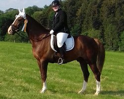 dressage horse Apollo 897 (unknown, 2007)