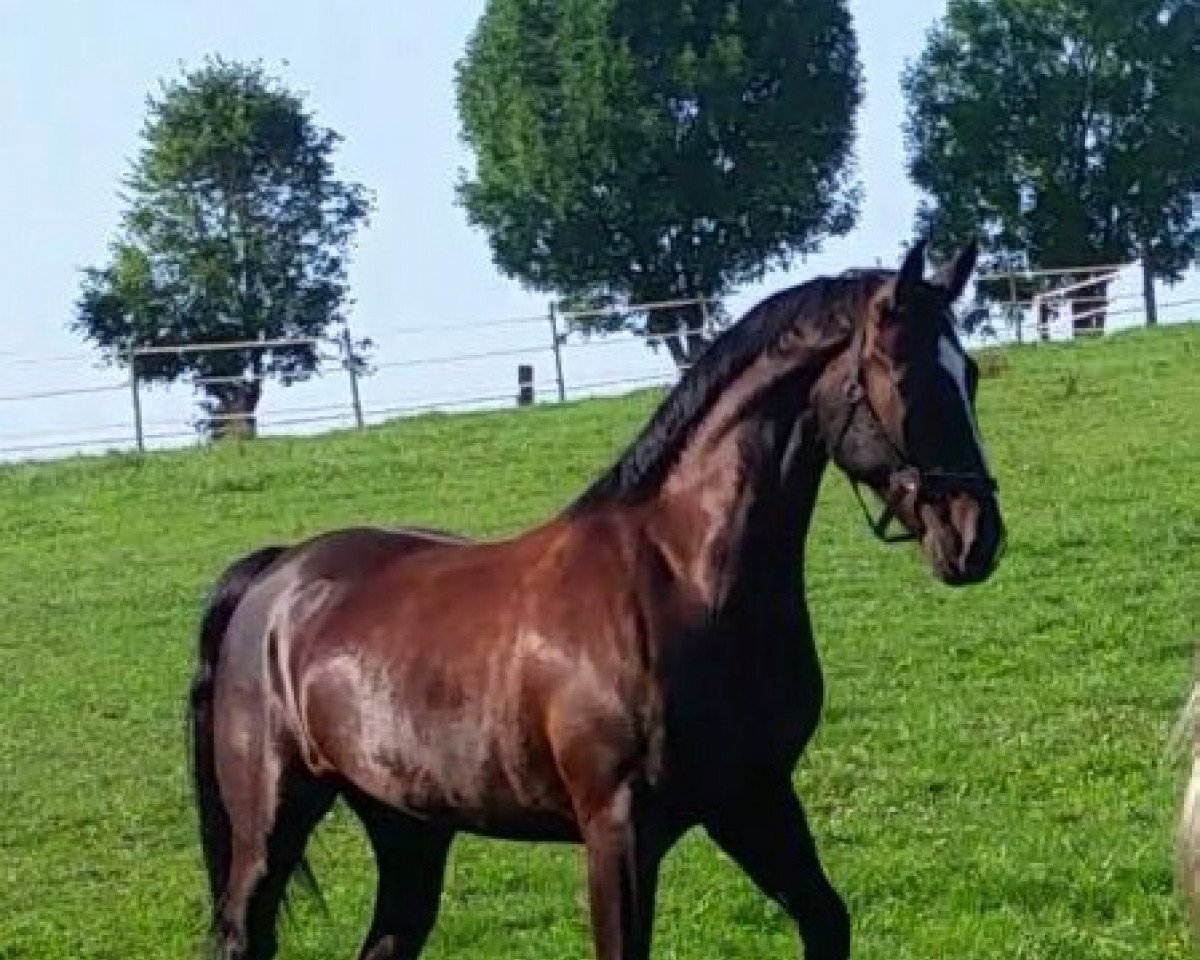 dressage horse Valeriano (Sachs-door. Heavy Warmbl., 2012, from Volkmann)