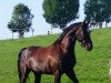 dressage horse Valeriano (Sachs-door. Heavy Warmbl., 2012, from Volkmann)