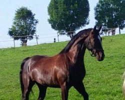 dressage horse Valeriano (Sachs-door. Heavy Warmbl., 2012, from Volkmann)