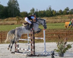 jumper Coberlina (KWPN (Royal Dutch Sporthorse), 2007, from Tangelo van de Zuuthoeve)