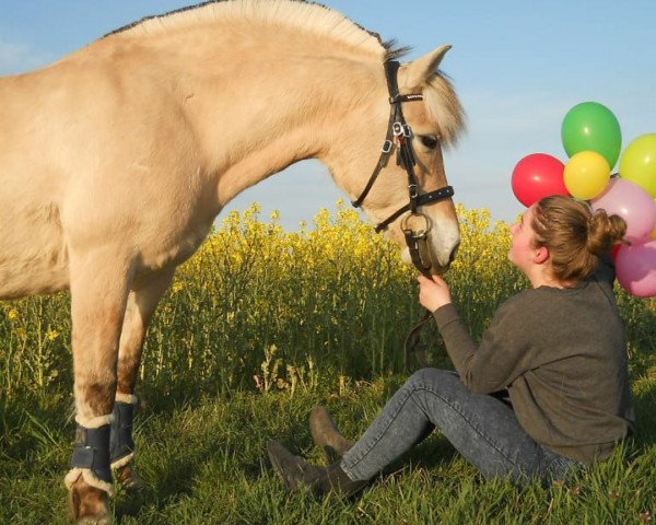 horse Comtesse von der Friedeburg (Fjord Horse, 2006, from Diamant von der Friedeburg)