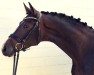 dressage horse All we need (Oldenburg, 2014, from Abegglen Fh Nrw)