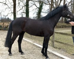 jumper Balouvisto (Hanoverian, 2014, from Balou du Rouet)