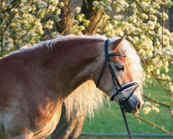 dressage horse Alaba (Haflinger, 2015, from Almquell)