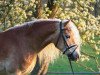 dressage horse Alaba (Haflinger, 2015, from Almquell)