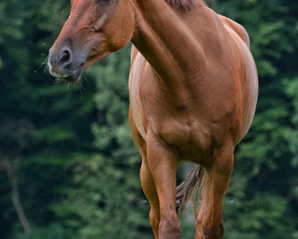 Pferd Askari (Westfale, 2010, von Airman xx)