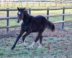 dressage horse Deep Emotion P (Westphalian, 2018, from De Beau)