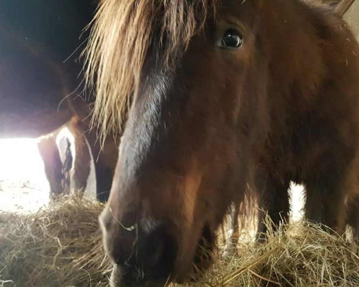Pferd Helgi vom Ökoland Rose (Islandpferd, 2014, von Dynjandi frá Mosfelli)