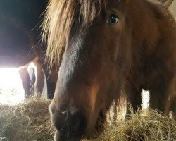 horse Helgi vom Ökoland Rose (Iceland Horse, 2014, from Dynjandi frá Mosfelli)