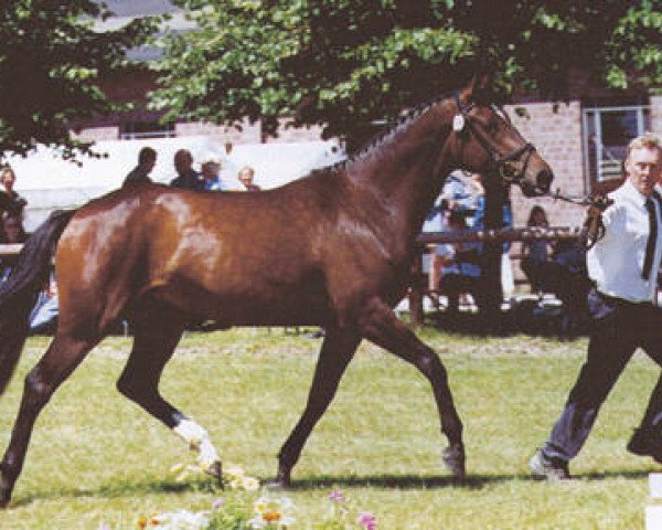 broodmare Schwalbenfreude (Trakehner, 1997, from Sir Shostakovich xx)