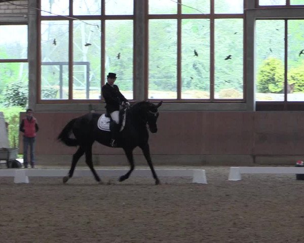 Reitturnier Leverkusen-Rheindorf 2017
