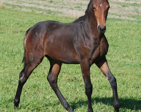 broodmare Antara vom Wellberg CH (Swiss Warmblood, 2013, from Antango du Feuillard)