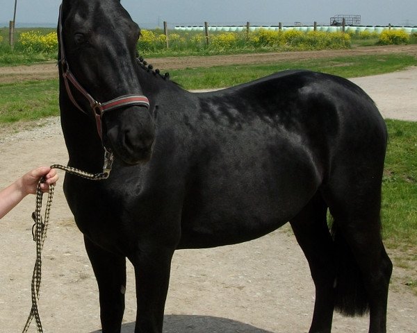 Zuchtstute Oleander (Sächs.-Thür. Schweres Warmbl., 2012, von Carlos)