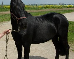 Zuchtstute Oleander (Sächs.-Thür. Schweres Warmbl., 2012, von Carlos)