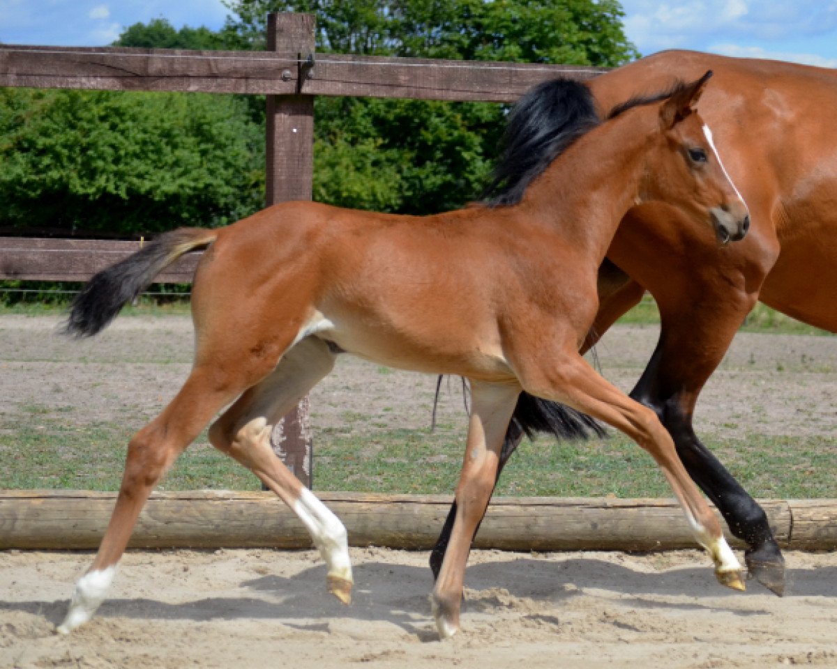 Dressurpferd Stute von Foundation (Trakehner, 2018, von Foundation 2)