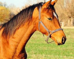 dressage horse Start Up (Trakehner, 2017, from High Motion 2)