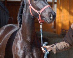 dressage horse Scaramella (Trakehner, 2016, from Oliver Twist)