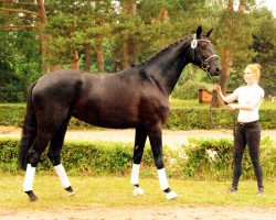 broodmare Smilla (Trakehner, 2015, from Oliver Twist)