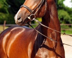 jumper Sandringham (Trakehner, 2013, from Exclusiv)