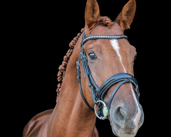 stallion Snowfire St. Angelo (Trakehner, 2017, from All Inclusive)