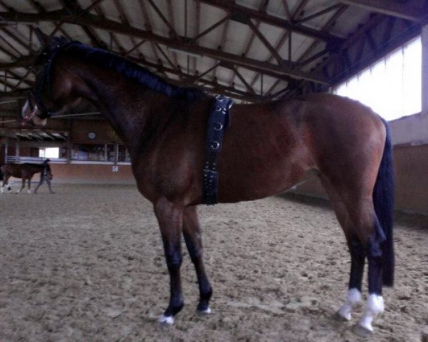 horse Schwalbenperle (Trakehner, 2010, from Alter Fritz)