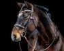 broodmare Coriana 31 (Hanoverian, 2003, from Contendro I)