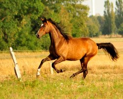 Zuchtstute Schwalbenkönigin (Trakehner, 2016, von High Motion 2)