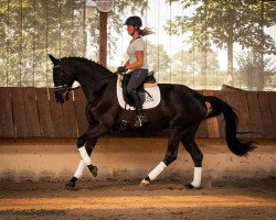 Pferd Serenity 7 (Trakehner, 2015, von Oliver Twist)