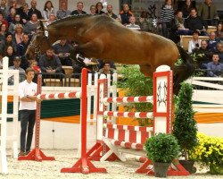 Deckhengst Special Motion (Trakehner, 2016, von High Motion 2)