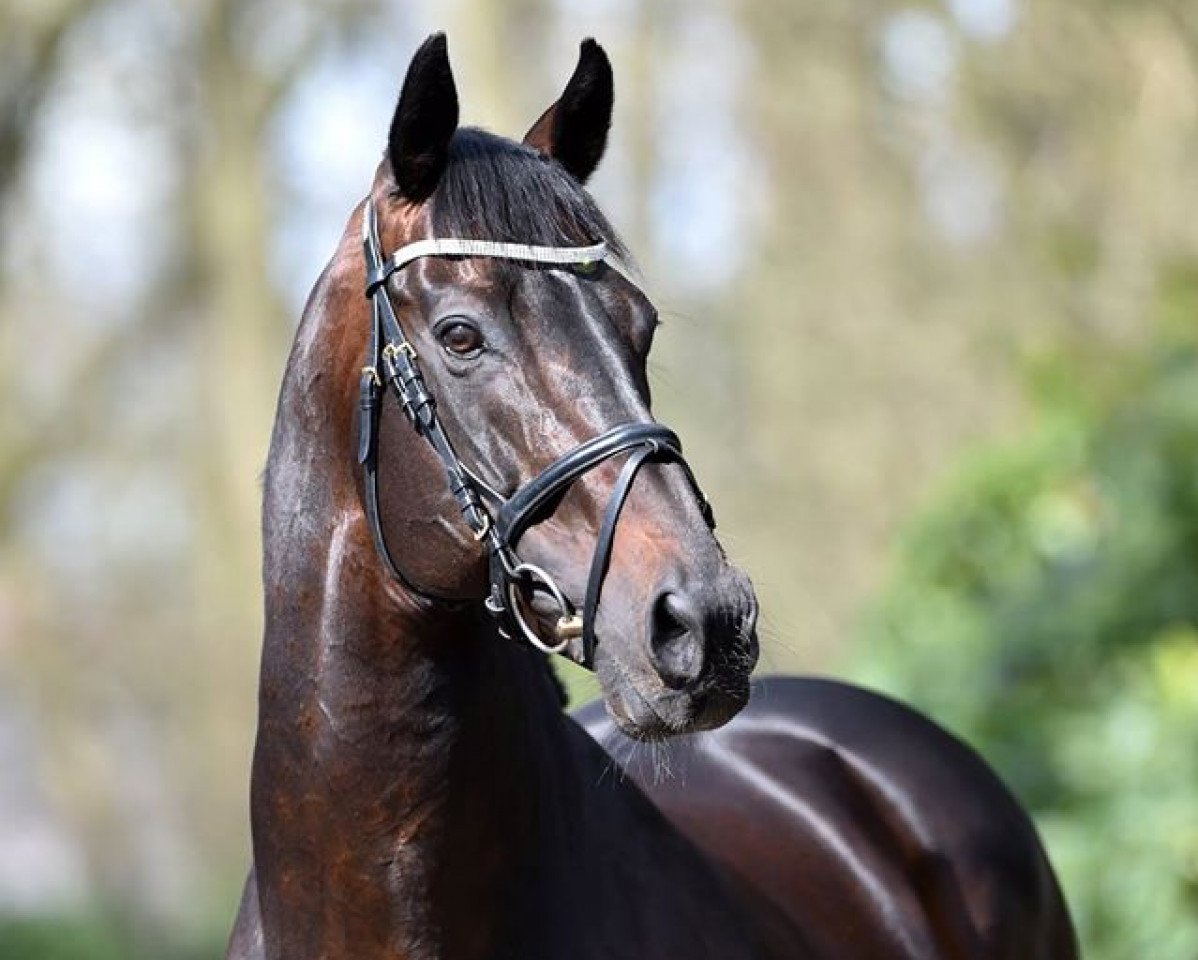 stallion Gopura xx (Thoroughbred, 2001, from Atticus xx)