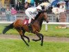 dressage horse Watermill Meddo xx (Thoroughbred, 1994, from Colway Bold xx)