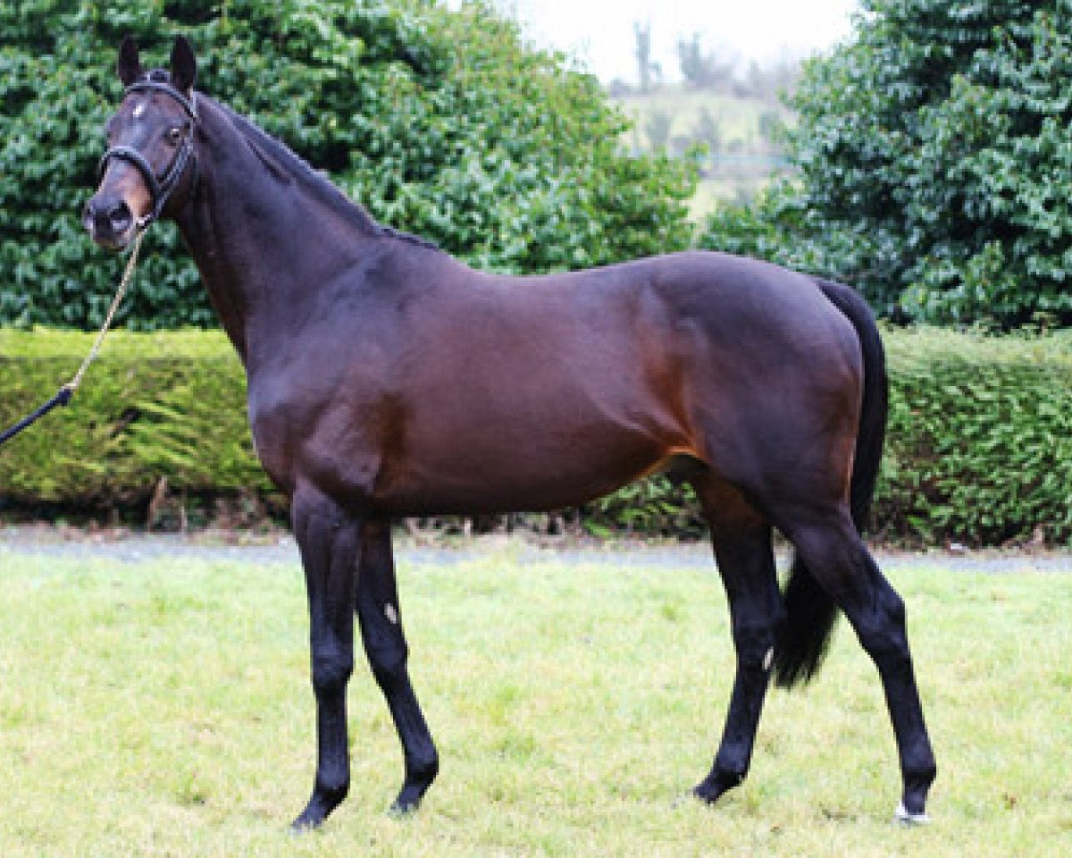 stallion Watermill Swatch xx (Thoroughbred, 1999, from Mytens xx)