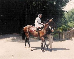 stallion Watermill Fourth xx (Thoroughbred, 1991, from Mytens xx)