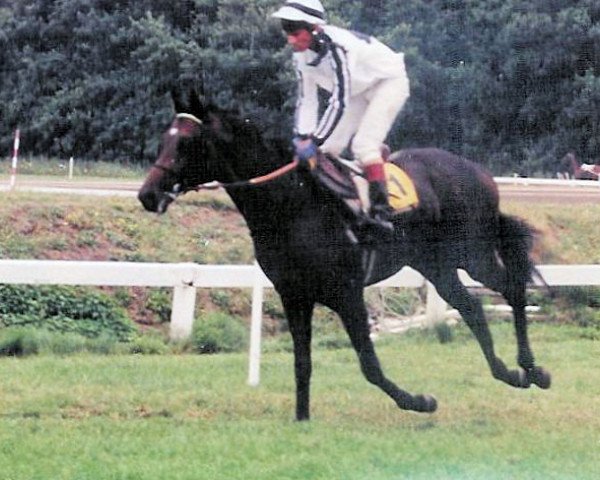 horse Watermill Seven xx (Thoroughbred, 1992, from Mytens xx)