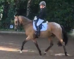 dressage horse Lafran Dancing Deerm (unknown,  )