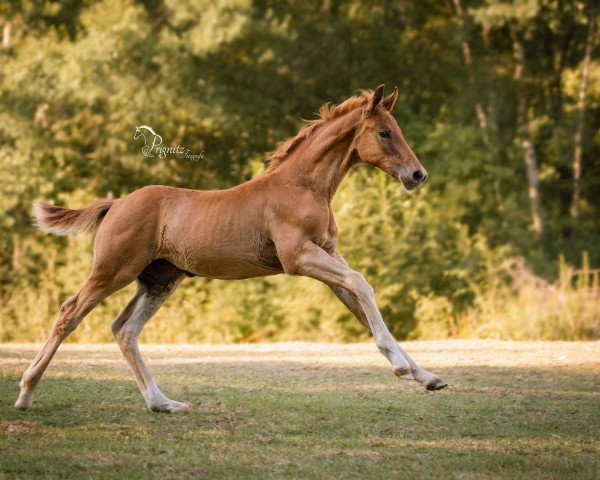 dressage horse Rubin Gold (Hanoverian, 2018, from Rubin Royal)