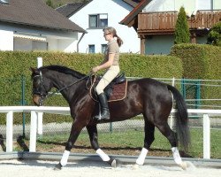 broodmare Susie Quattro (Bavarian, 2006, from Sir Oldenburg)