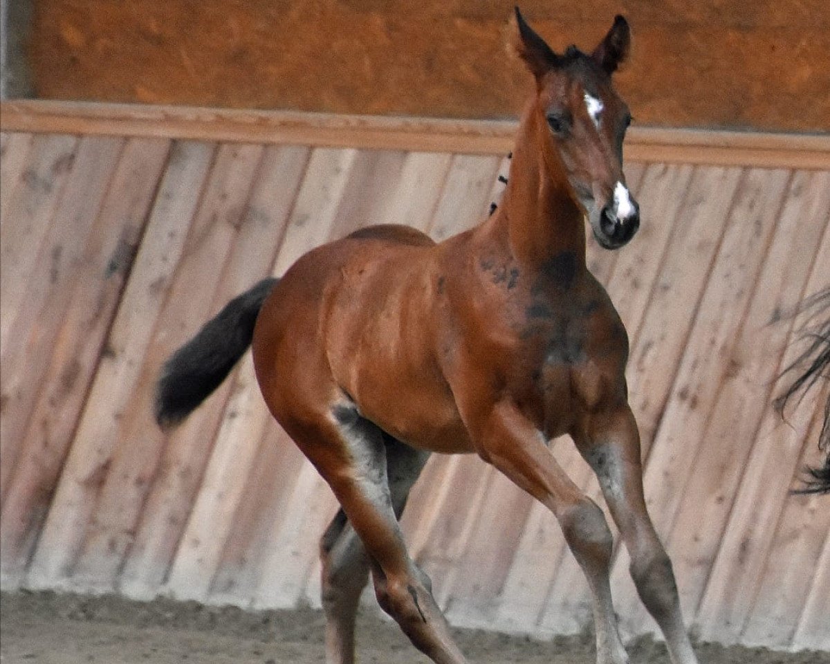 jumper Hengst von Gopura xx / Impetus (Trakehner, 2020, from Gopura xx)